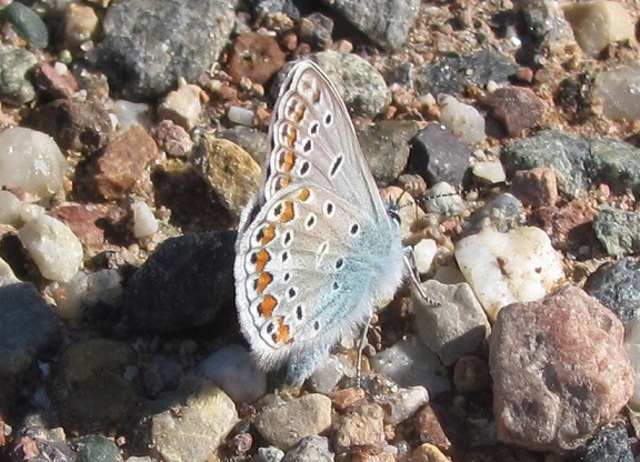 Polyommatus icarus f. icarinus?